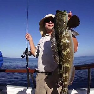 Lingcod Special on the Aloha Spirit • Fisheye Channel
