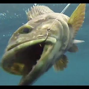 Lingcod Fishing - On the Gentleman • Fisheye Channel