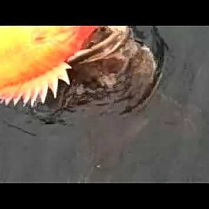 Huge ling cod bites a yellow-eyed rock fish