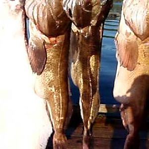 2009 Fishing Qualicum Rivers - halibut and ling cod