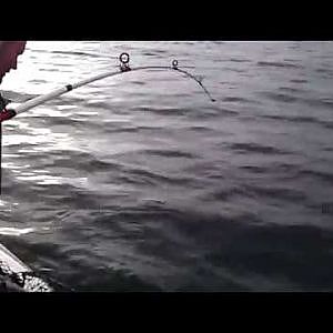 Deception pass Washington Lingcod fishing 2012