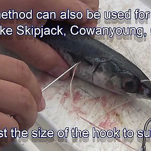 How to rig a skip bait with circle hooks. Slimey Mackeral for Marlin fishing
