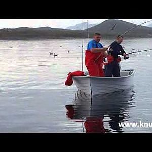 Angeln in Norwegen: Seelachsangeln am Velfjord im Sept 2011