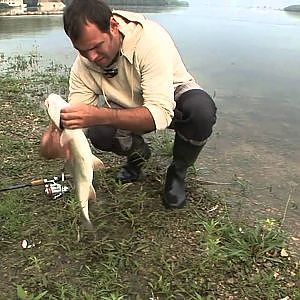 Danube Asp Fishing