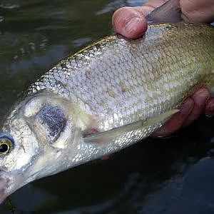 Fishing with Rod: Whitefish, say hullo!