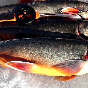 Kikkfiske etter fjellrøye i Engerdal / Ice fishing for arctic char in Engerdal
