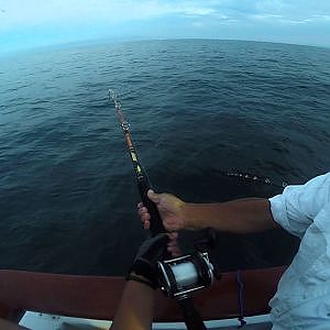 Giant Bat Ray screaming out drag. Fishing on the triton