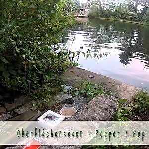 Sakura Popper Oberflächenköder im Test - Oberflächen Angeln mit Kunstköder Berlin Brandenburg