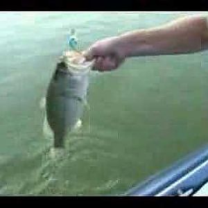 BASS FISHING AT ITS BEST