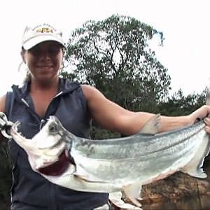 The Blackwater Explorer - Amazon Peaock Bass Fishing