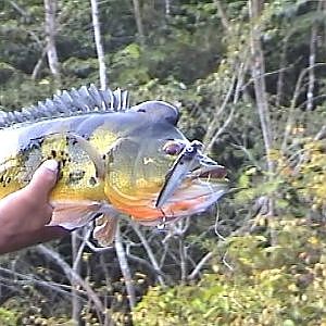 catching a nice big peacock bass