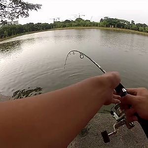 【GoPro】Singapore Peacock Bass Fishing!!