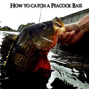 How To Catch A Peacock Bass with Live Bait - Tutorial