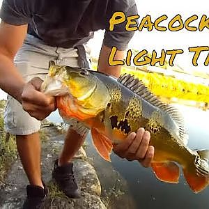 Light Tackle Peacock Bass Fishing