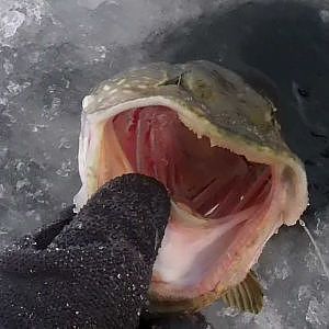 Ice Fishing for Northern Pike on St. Lawrence River USA 2012