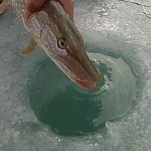 Ice Fishing 2013: Northern Pike