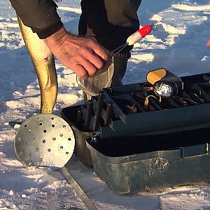 Ice fishing for trophy Walleye, Bay of Quinte, ON