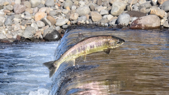 Lachs Aufstieg.jpg