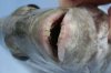 fish_with_human_teeth_03-500x332.jpg