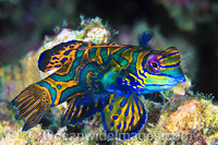 24M1010-02-mandarin-fish1.jpg