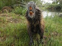 nutria.jpg