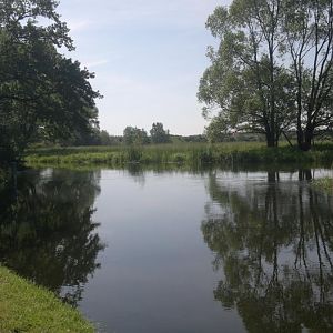 Die Spree im Sommer