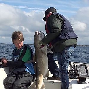 Big Dorsch in Nautnes Fiskevaer Norwegen 120 cm 15 kg 26 07 2012