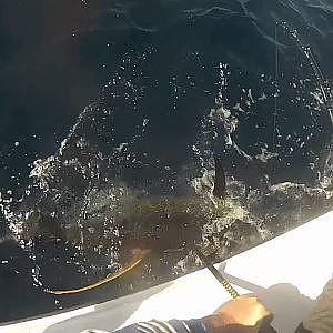 Venice yellowfin tuna fishing january 2012