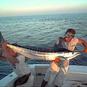 Sterling Tackle: Bluefin, Yellowfin, Bigeye Tuna Trolling and Fishing