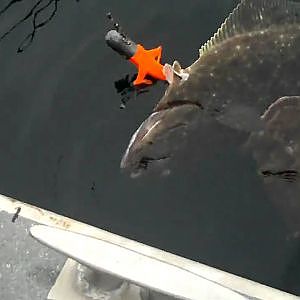 lingcod eating a halibut ( 2 Fish 1 Hook)