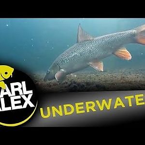 UNDERWATER FILM OF BARBEL IN LONDON! Carl and Alex Fishing - 2013