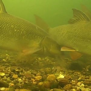 Barbel Fishing