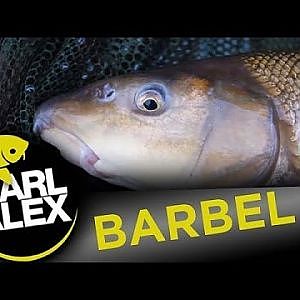 Barbel fishing - June 16th + Guide to getting healthy - Carl and Alex Fishing