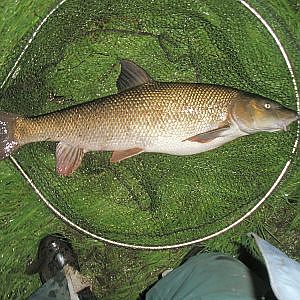 Barbel Fishing on the River Swale 107