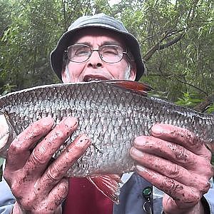 Barbel Fishing on the River Swale - 90