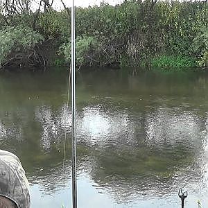 Barbel fishing 5