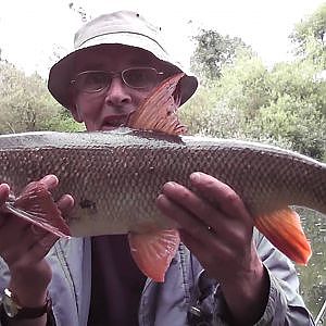 Barbel Fishing on the River Swale 7 - Three nice barbel