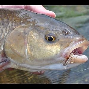 Avon Chub rolling meat and worms