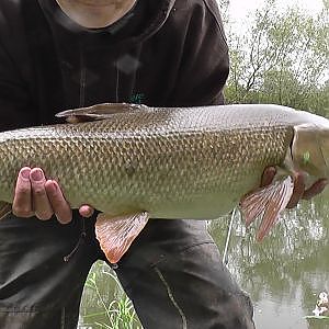 River Severn Barbel Fishing