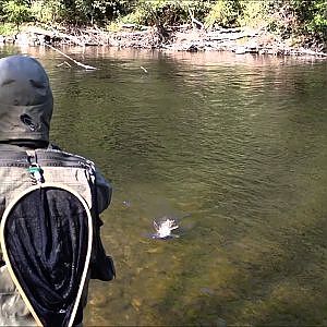 peche sur la sioule en nymphe du gros barbeau