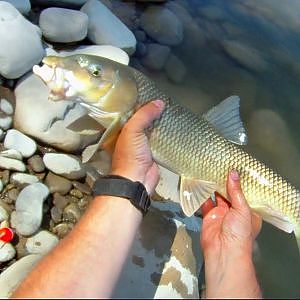 Pesca de barbos con lombriz y corcho en rio