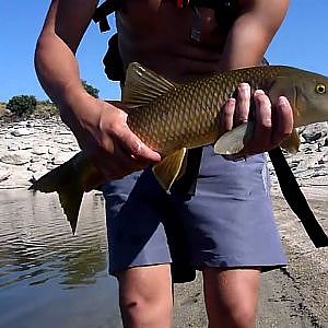 Pesca de Barbo de 50 cm a Mosca en Valdecañas - http://extremadura-natural.blogspot.com
