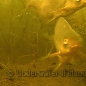 Bream, hybrid and large roach feeding underwater.