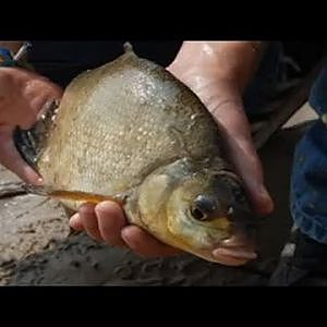 Feeder fishing big bream on river Maas in Holland