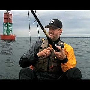 large lingcod