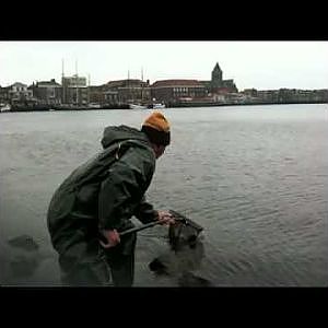 Grote brasem op de ijssel met gat in hoofd