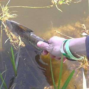 Brasem 37centimeter, flirterige Futen en een voorn van 20centimeter.