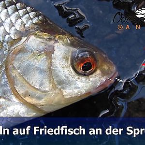 #39. Angeln auf Friedfisch (Auf Rotauge, Brassen & Co.)!