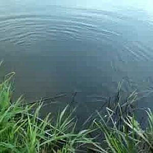 Chub and Barbel Fishing Ross on Wye