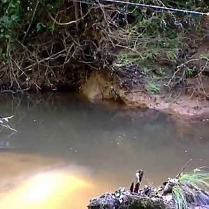 Creek fishing for chubs